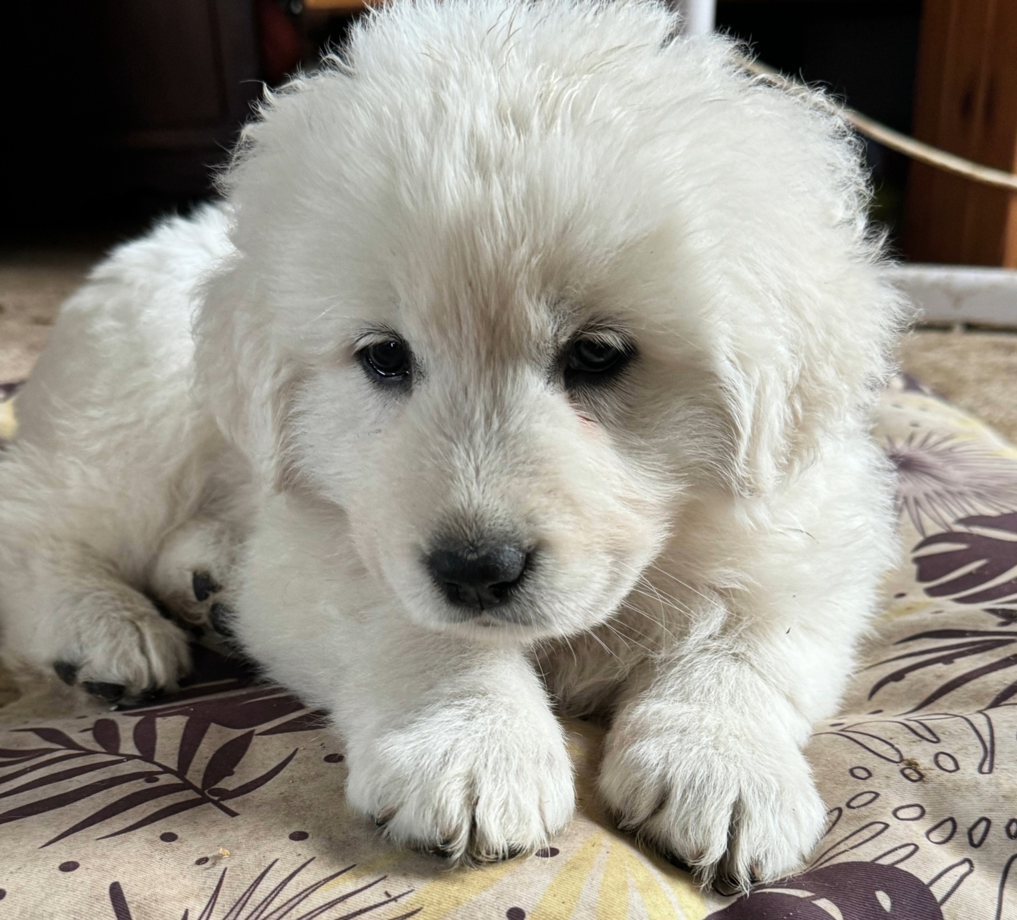 Our Litter