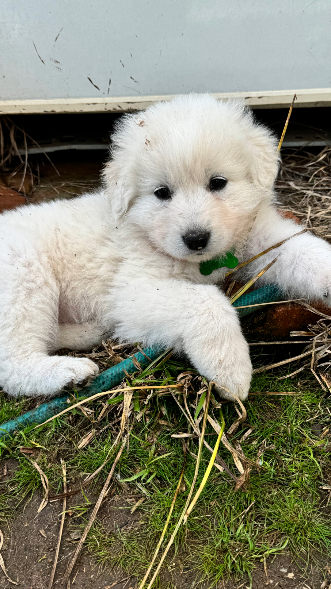 Our Litter